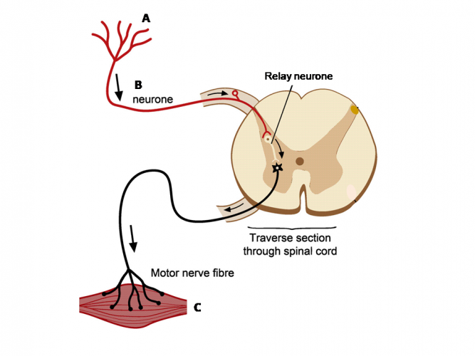 Describe the Nervous System Worksheet - EdPlace